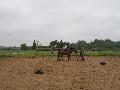 [ pilt: ratsalaager 2011 016.JPG ]